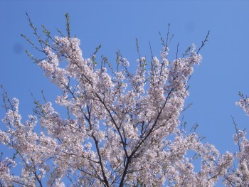 桜